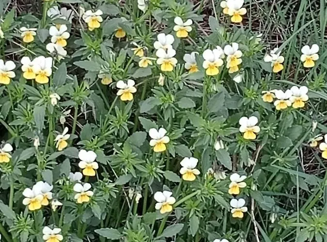 La Combette 3* Le Bleymard