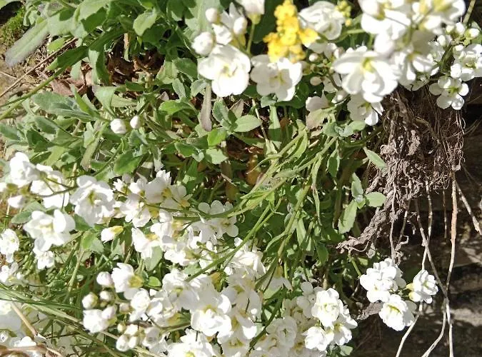 Bed and breakfast La Combette Le Bleymard